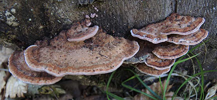 . Fomitopsis cajanderi .